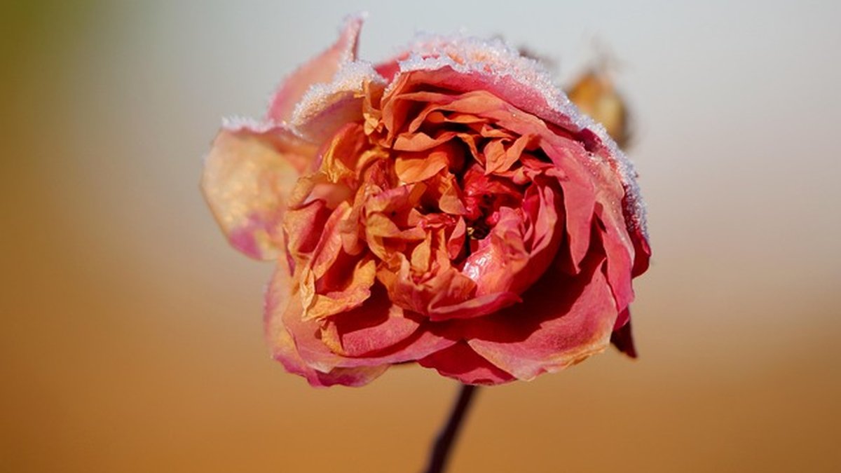 Gaslighting Red Flags in Long-Term Marriages — Act Now